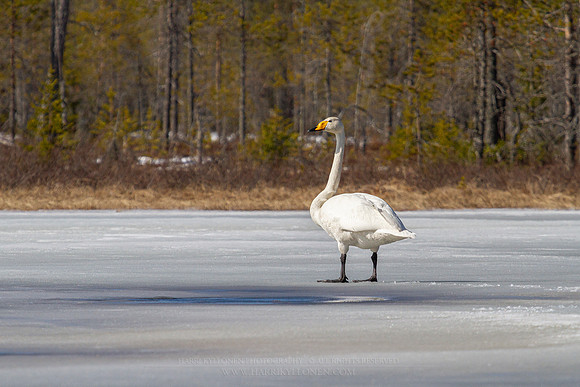1847 - Swan arrived