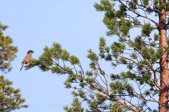 1217 - B - Siberian jay III
