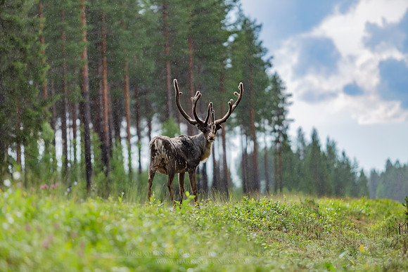 1891 - Reindeer