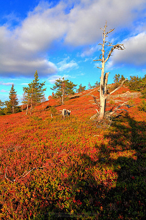 0639 - A - Ground colors and dead tree