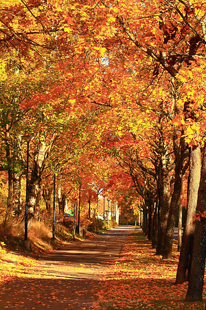 0442 - B - Fall street