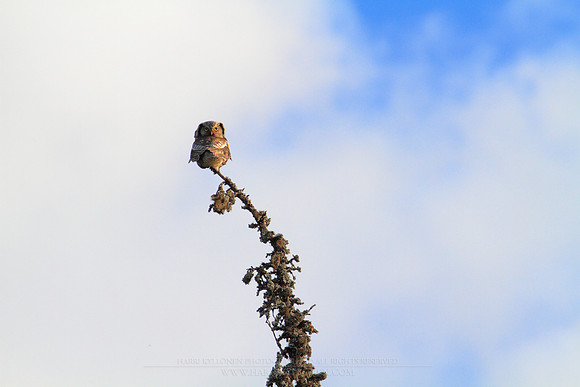 1204 - B - Northern Hawk-Owl II