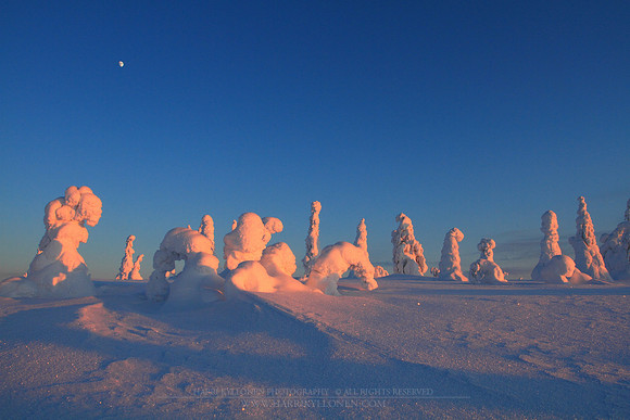 1197 - B - Moon and the crown snow-loaded trees