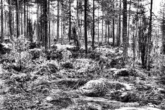 0193 - B - Mad forest