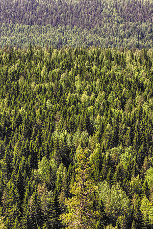 1049 - Forest view
