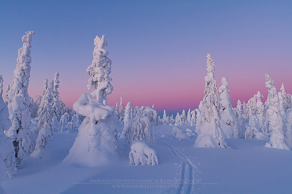 1789 - Skiing in a winter wonderland