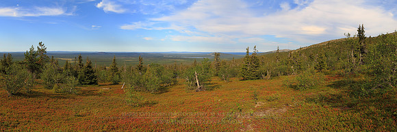 1285 - B - Dwarf trees on Pyhatunturi - HD