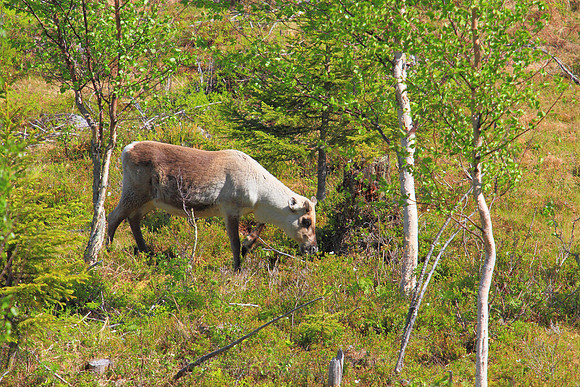 1119 - B - Reindeer