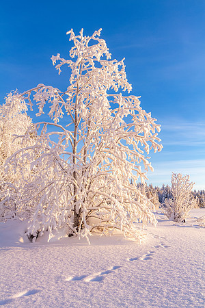 1822 - Tracks on Mustajärvi
