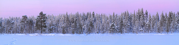 1337 - Winter afternoon at Kuohulampi