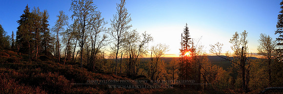 0524 - A - Glowing leaves - HD