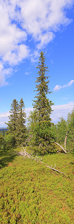 0671 - A - Northern trees - HD