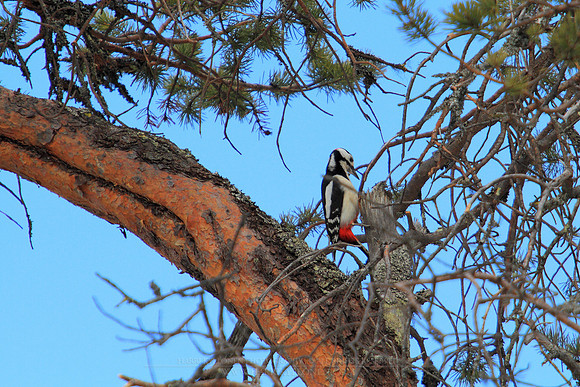0970 - B - Great Spotted Woodpecker