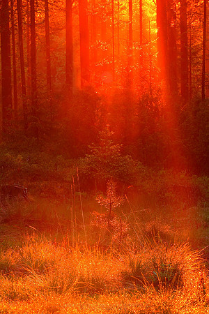 1146 - B - Summer night light II