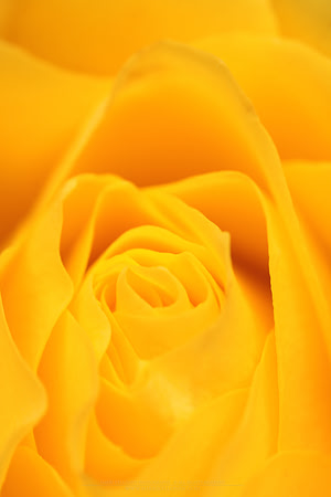 0191 - A - Yellow rose