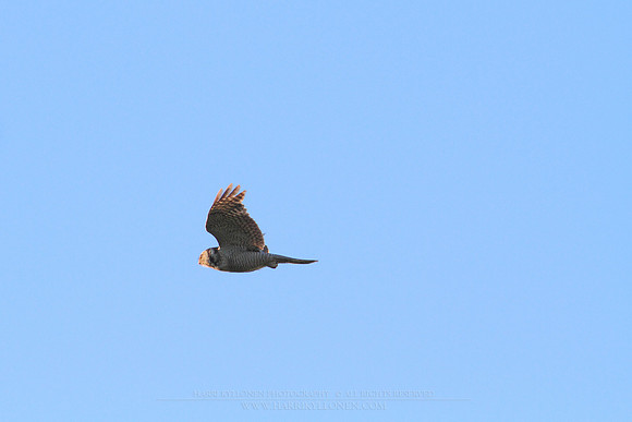 1210 - B - Northern Hawk-Owl flying
