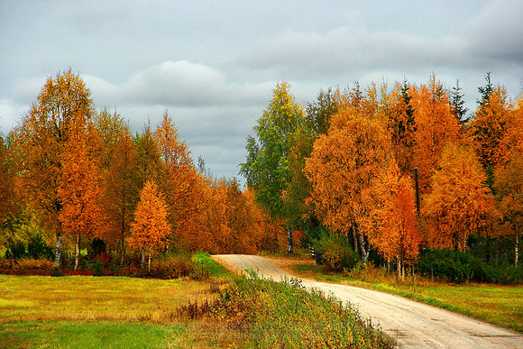 0276 - B - Autumn road