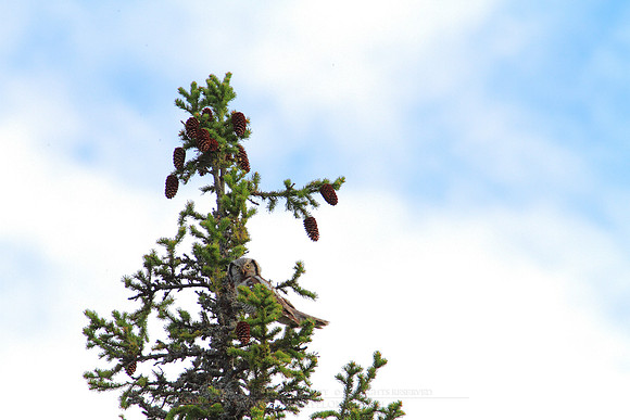1205 - B - Northern Hawk-Owl III