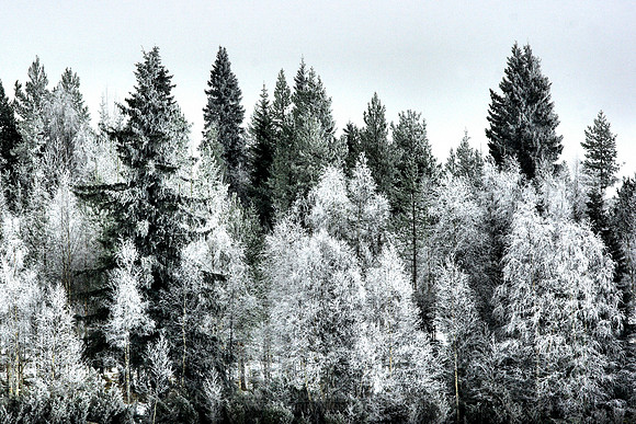 0196 - B - White forest