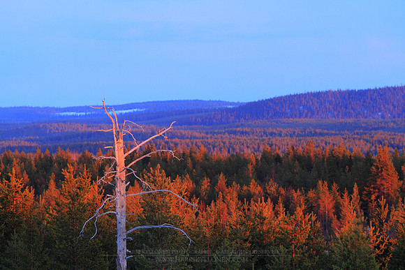 1219 - B - Spring evening light