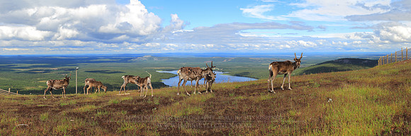 1253 - B - Reindeers on Pyhatunturi