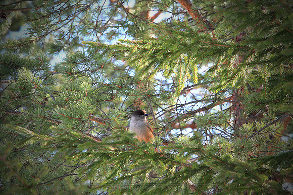 1244 - B - Siberian jay IV