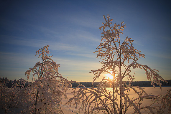 1167 - B - Winter back light