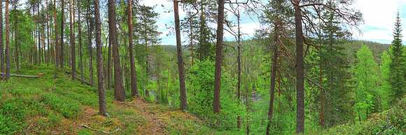 0530 - A - Forest and river - HD