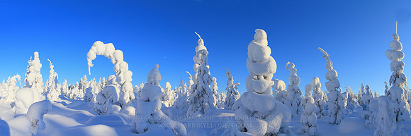 0484 - A - Young forest at midwinter - HD