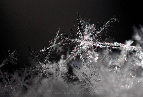 0183 - B - Snowflake ll
