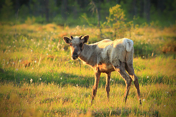1234 - B - Reindeer fawn