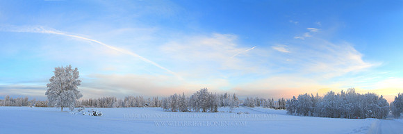 0477 - A - Frozen birches - HD