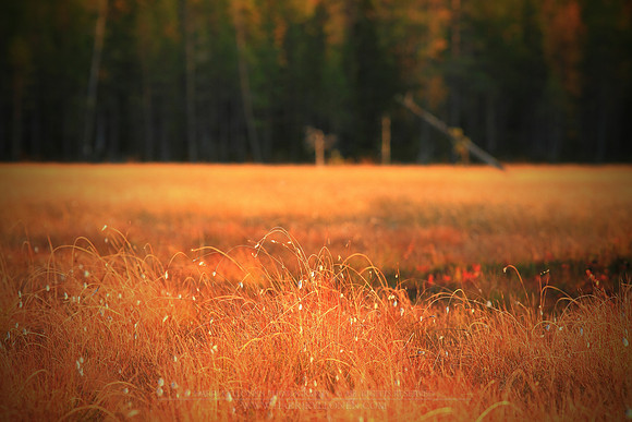 1156 - B - Swamp autumn colours II