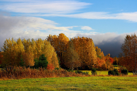 0275 - B - Autumn colours III