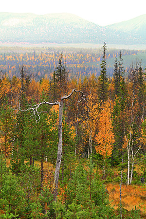 0436 - B - Dead tree