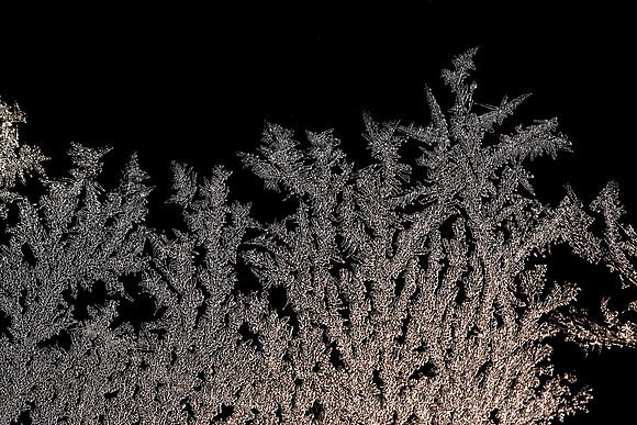 1043 - Ice bush