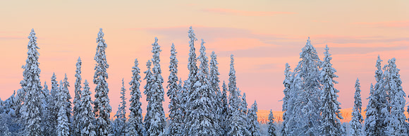 1188 - B - Light behind spruces - HD