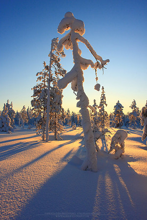 0349 - A - Winter shadows II
