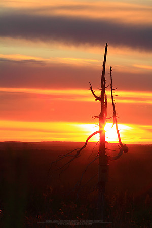 0419 - B - Sunset guardian