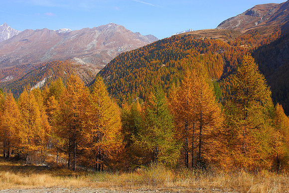 1180 - A - Mountain autumn colours IV