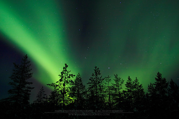 0245 - A - Pine forest and auroras