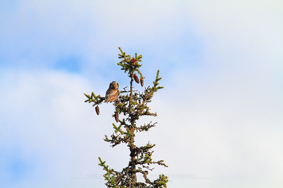 1202 - B - Northern Hawk-Owl