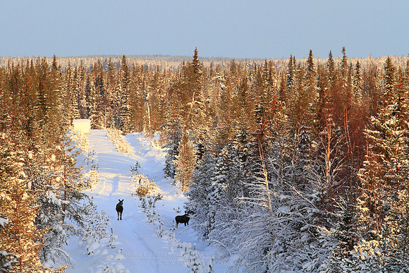 1096 - B - Mooses at winter