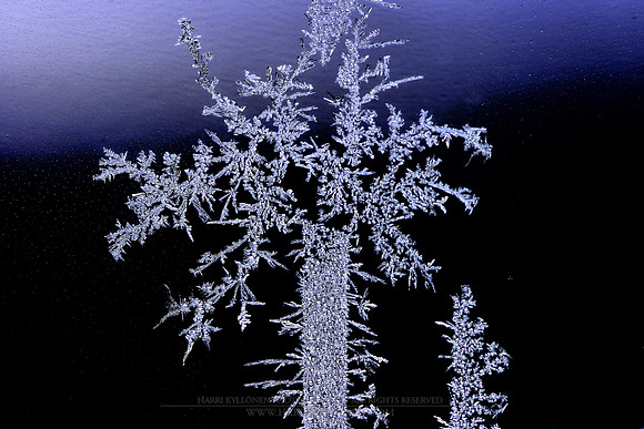 0179 - B - Snowflake tree