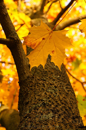 0282 - B - Maple