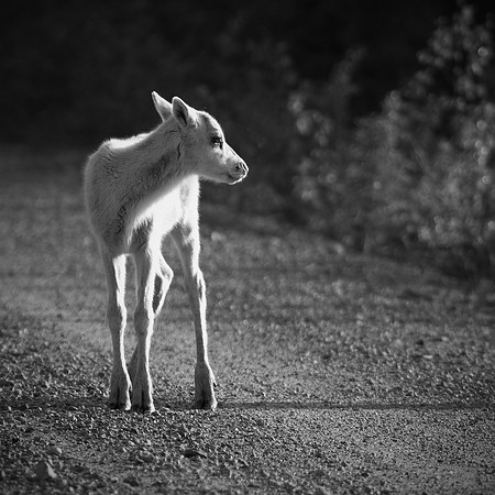 1686 - White reindeer fawn bw