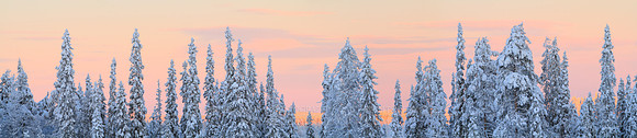 1327 - Light behind spruces