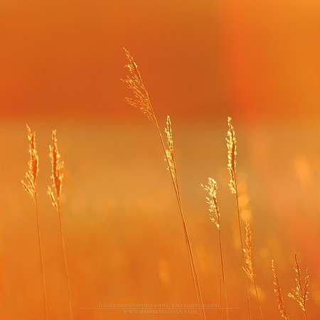 1698 - Golden hays