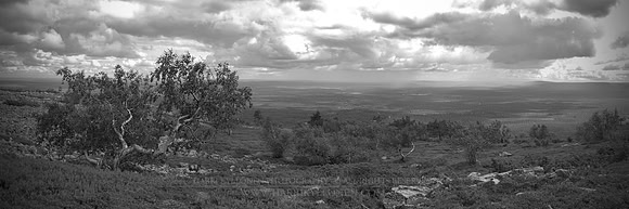 1254 - B - Dwarf birch- Bw - HD