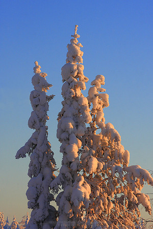 0350 - B - Covered by the frost